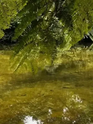 Trilha Terrestre Rio Jaguareguava